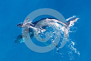 Humpback whales photographed from above with aerial drone off the coast of Kapalua, Hawaii