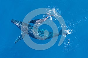 Humpback whales photographed from above with aerial drone off the coast of Kapalua, Hawaii