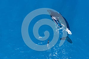 Humpback whales photographed from above with aerial drone off the coast of Kapalua, Hawaii