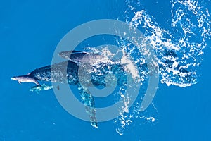 Humpback whales photographed from above with aerial drone off the coast of Kapalua, Hawaii