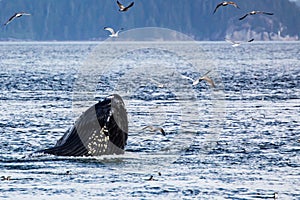 A humpback whales poking it\'s head out the water