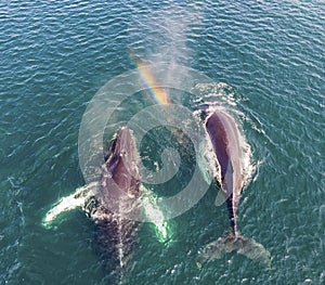 Humpback whales with rainbow spout