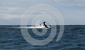 Humpback whales slapping its tail on the water in Australia