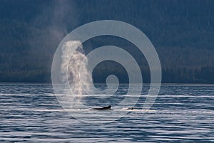 Humpback Whales Spouting