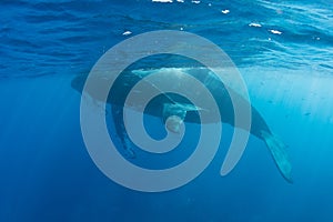 Humpback Whales at Surface of Ocean