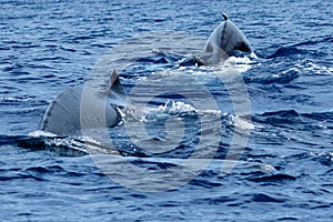 Humpback whales swimming together.