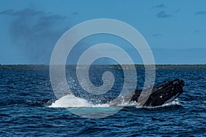 Humpback Whales in Tonga