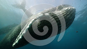 Humpback whales trapping the krill on sieves of hairy bristles
