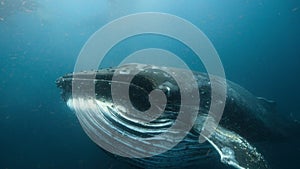 Humpback whales trapping the krill on sieves of hairy bristles