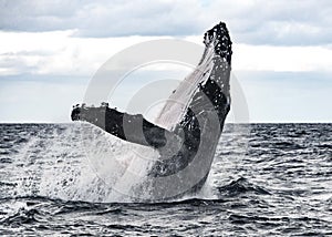 Breaching Humpback Whale in Tonga photo