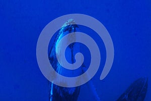 Humpback whales underwater going down in blue polynesian sea