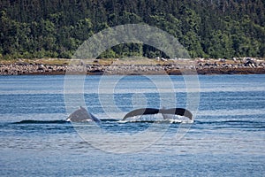 Humpbacks in Alaska