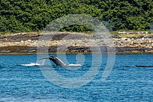 Humpbacks in Alaska