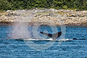 Humpbacks in Alaska