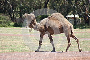 Humped Back Camel Walking