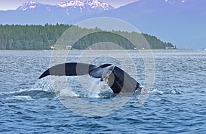 Humped Back Whale Tail, Nature, Wildlife Alaska photo