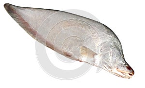 Humped Featherback or Fresh water Chitol fish