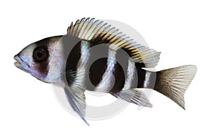 Humphead Cichlid Cyphotilapia frontosa aquarium fish
