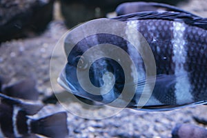 The humphead cichlid fish