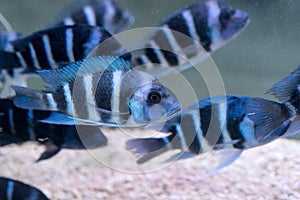 Humphead Cichlid