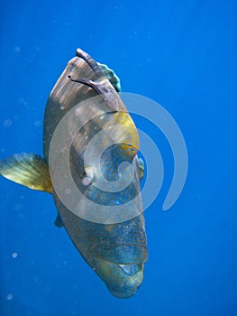 Humphead Maori Wrasse, Australia