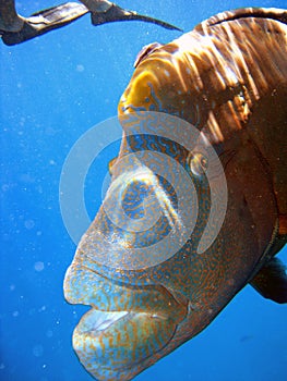 Humphead Maori Wrasse, Australia