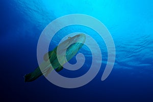 Humphead or Napoleon wrasse Cheilinus undulatus swimming in open water, with sea surface background. Palau, Micronesia