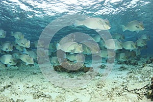 Humphead Parrotfish