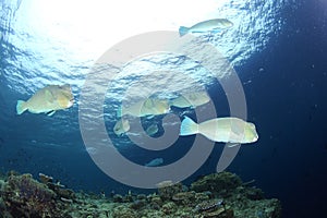 Humphead Parrotfish