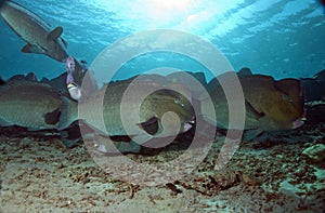 Humphead parrotfish photo