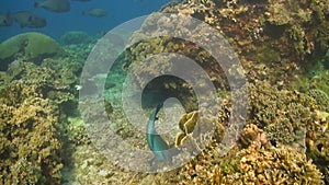 Humphead Parrotfish on a coral reef