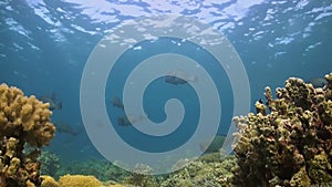 Humphead Parrotfish on a coral reef