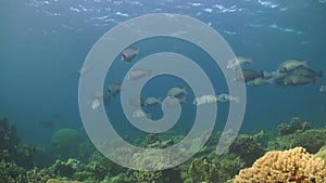 Humphead Parrotfish on a coral reef