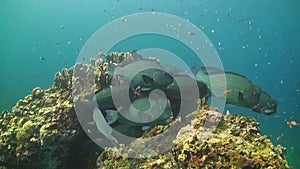 Humphead Parrotfish on a coral reef