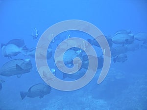 Humphead Parrotfish Together