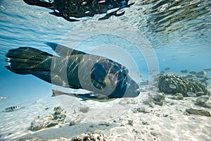 Humphead wrasse Cheilinus undulatus photo