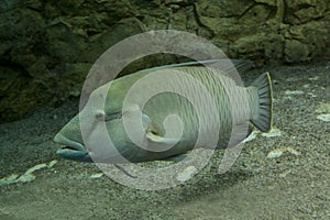 The Humphead wrasse Cheilinus undulatus.