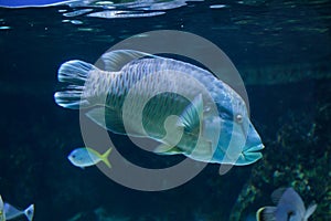 Humphead wrasse Cheilinus undulatus.