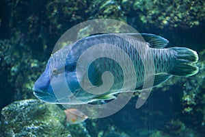 Humphead wrasse Cheilinus undulatus.