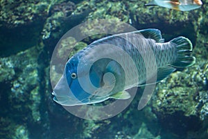 Humphead wrasse Cheilinus undulatus.