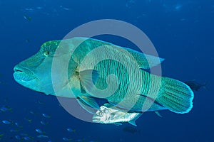 humphead wrasse fish