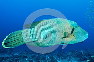 humphead wrasse fish