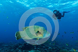 humphead wrasse fish with woman diver