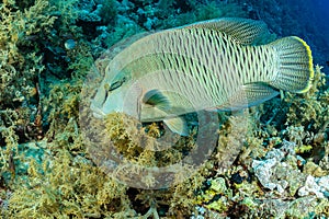 humphead wrasse or napoleon fish