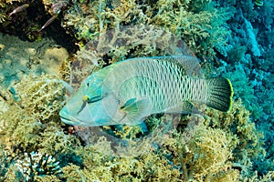 humphead wrasse or napoleon fish