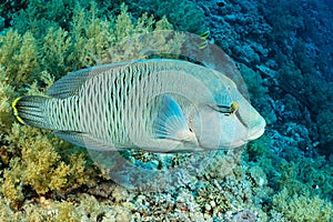 humphead wrasse or napoleon fish