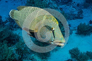 humphead wrasse or napoleon fish