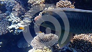 Humphead wrasse or Napoleon wrasse, Napoleon fish, Napoleonfish (Cheilinus undulatus) undersea, Red Sea