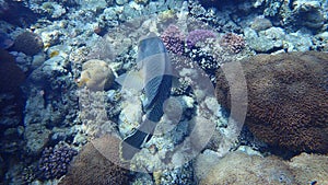 Humphead wrasse or Napoleon wrasse, Napoleon fish, Napoleonfish Cheilinus undulatus undersea, Red Sea, Egypt