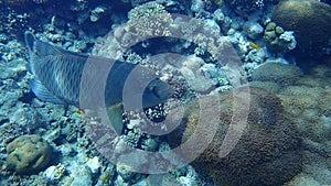 Humphead wrasse or Napoleon wrasse, Napoleon fish, Napoleonfish Cheilinus undulatus undersea, Red Sea, Egypt
